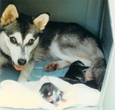 KIPPI with First AKK Litter on the East Coast